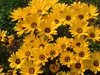 �f�B�����z�Z�J(Dimorphotheca)