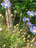 �u���[�f�[�W�[(Blue daisy)