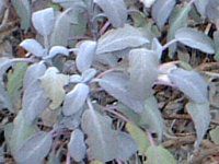 ���C���{�[�Z�[�W(Rainbow sage)