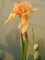 �W���[�}���E�A�C���X(German iris)