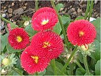 �f�[�W�[(Daisy)