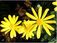 ���[���I�v�X�f�[�W�[(Euryops dasiy)