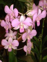 �f���h���r�E��(Dendrobium)