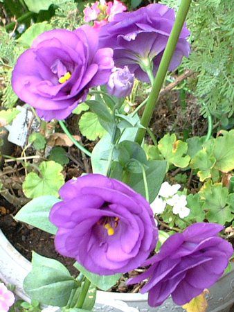 �g���R�M�L���E(�y���Ëj�[)