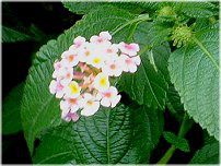 �����^�i(Lantana)