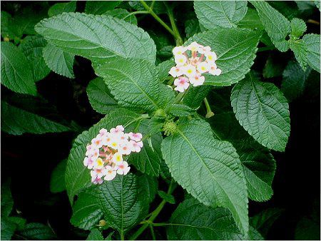�����^�i(Lantana)