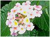 �����^�i(Lantana)