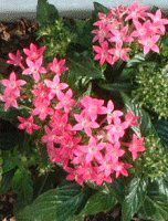 �y���^�X (Pentas)