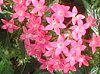 �y���^�X(Pentas)