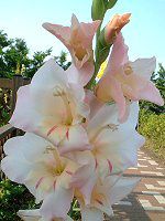 �O���W�I���X(Gladiolus)