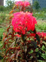 �A�}�����T�X��g���J���[