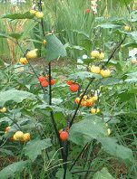 �\���k��(Solanum)