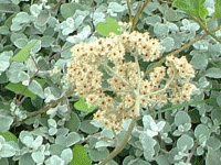 �w���N���T����y�e�B�I����(Helichrysum petiolare)
