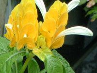 �p�L�X�^�L�X(Pachystachys)