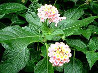 �����^�i(Lantana)