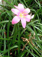 �[�t�B�����T�X�E�J���i�[�^(Zephyranthus carinata)