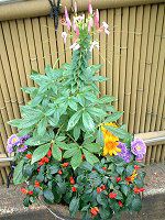 �N���I��(Cleome)