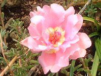 �}�c�o�{�^���i���t���O�j-pink-summer