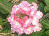 �o�[�x�i(Verbena)