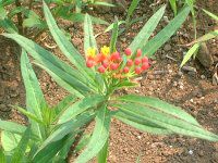 �A�X�N���s�A�X(Asclepias)