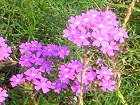�o�[�x�i(Verbena) 
