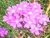 �o�[�x�i(Verbena)