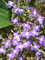 ���x���A(Lobelia)