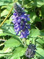 �u���[�T���r�A(Blue salvia)