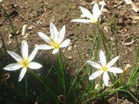 �[�t�B�����T�X(Zephyranthus)