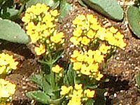 �J�����R�G(Kalanchoe)