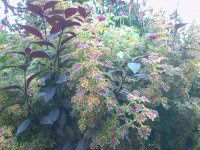 �R���E�X(Coleus)