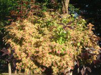 �R���E�X(Coleus)