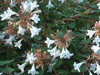 �A�x���A(Abelia)