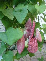 �p�C�v�J�Y��(Pipe��)