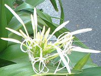 �N���i��(Crinum)