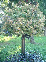 �R���E�X(Coleus)