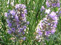 �C���O���b�V���E���x���_�[(English lavender)