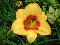 �w�����J���X(Hemerocallis)