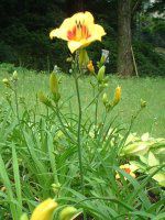 �w�����J���X(Hemerocallis)