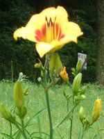 �w�����J���X(Hemerocallis)