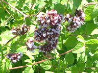 �I���K�m�E�u���K���iOregano vulgare�j