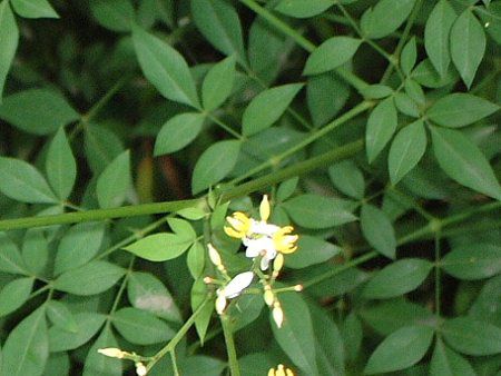 6���̉�#4(2002�N)