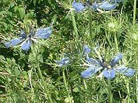 �j�Q��(Nigella)