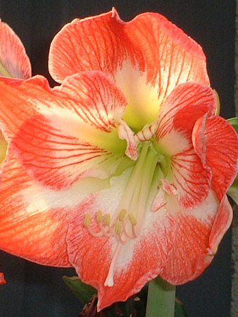 �A�}�����X(Amaryllis)