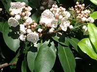�J���~�A(Kalmia)
