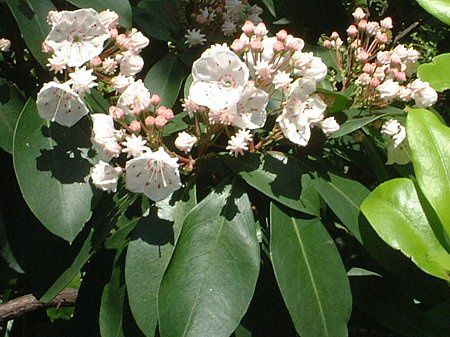 �J���~�A(Kalmia)