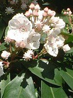�J���~�A(Kalmia)