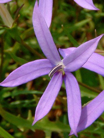 �C�\�g�} (Isotoma)