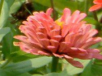 �W�j�A(Zinnia)