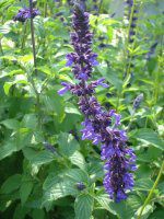 �u���[�T���r�A(Blue salvia)